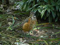 Merle d'Amérique Turdus migratorius