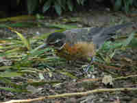 Merle d'Amérique Turdus migratorius