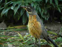 Merle d'Amérique Turdus migratorius