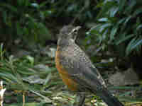 Merle d'Amérique Turdus migratorius