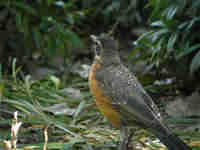 Merle d'Amérique Turdus migratorius