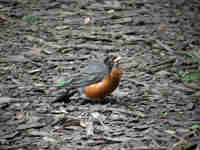 Merle d'Amérique Turdus migratorius