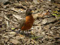 Merle d'Amérique Turdus migratorius