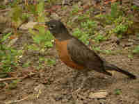 Merle d'Amérique Turdus migratorius