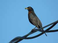 Merle d'Amérique Turdus migratorius