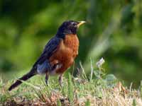 Merle d'Amérique Turdus migratorius