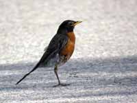 Merle d'Amérique Turdus migratorius