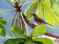 Merle leucomèle Turdus leucomelas