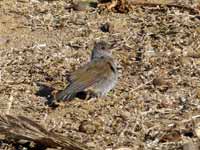 Merle leucomèle Turdus leucomelas