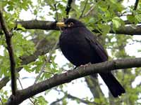 Merle noir Turdus merula