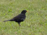 Merle noir Turdus merula