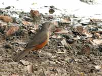 Merle à ventre roux Turdus rufiventris