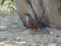 Merle à ventre roux Turdus rufiventris