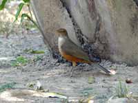 Merle à ventre roux Turdus rufiventris