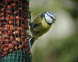 Cyanistes caeruleus