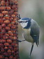 Cyanistes caeruleus