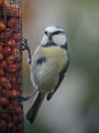 Cyanistes caeruleus