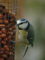 Cyanistes caeruleus