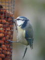 Cyanistes caeruleus