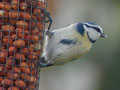 Cyanistes caeruleus