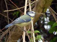 Mésange bleue Cyanistes caeruleus