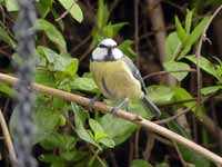 Mésange bleue Cyanistes caeruleus