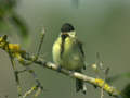 Mésange charbonnière Parus major