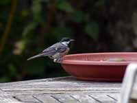 Mésange charbonnière Parus major