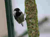 Mésange noire Periparus ater