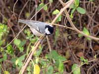 Mésange noire Periparus ater