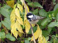 Mésange noire Periparus ater