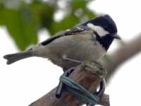 Mésange noire Periparus ater