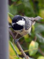 Mésange noire Periparus ater