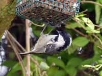 Mésange noire Periparus ater