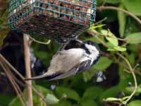 Mésange noire Periparus ater