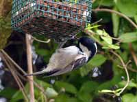 Mésange noire Periparus ater