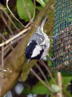 Mésange noire Periparus ater