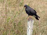 Milan de marais Rostrhamus sociabilis