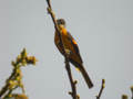 Minivet rouge Pericrocotus ethologus