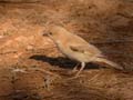 Moineau blanc Passer simplex