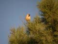 Moineau blanc Passer simplex