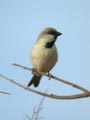 Moineau blanc Passer simplex