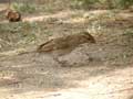 Moineau cisalpin Passer (domesticus) italiae/hispaniolensis italiae