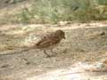 Moineau cisalpin Passer (domesticus) italiae/hispaniolensis italiae