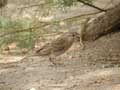 Moineau cisalpin Passer (domesticus) italiae/hispaniolensis italiae