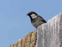 Moineau cisalpin Passer italiae