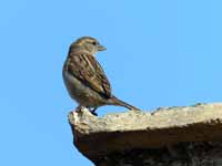 Moineau cisalpin Passer italiae