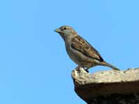 Moineau cisalpin Passer italiae