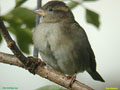 Passer domesticus