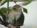 Passer domesticus